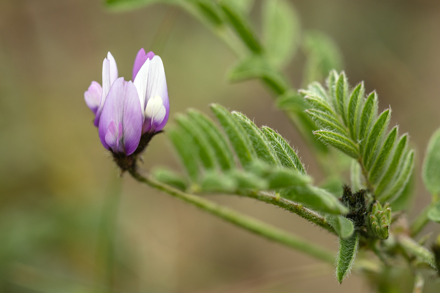 Изображение особи Astragalus asterias.