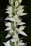 Cephalanthera epipactoides. Часть соцветия. Краснодарский край, г/о Новороссийск, окр с. Северная Озереевка, заказник Абраусский, выс. 146 м н.у.м., на краю просеки, в грабинниково-пушистодубовом лесу. 20.05.2025.