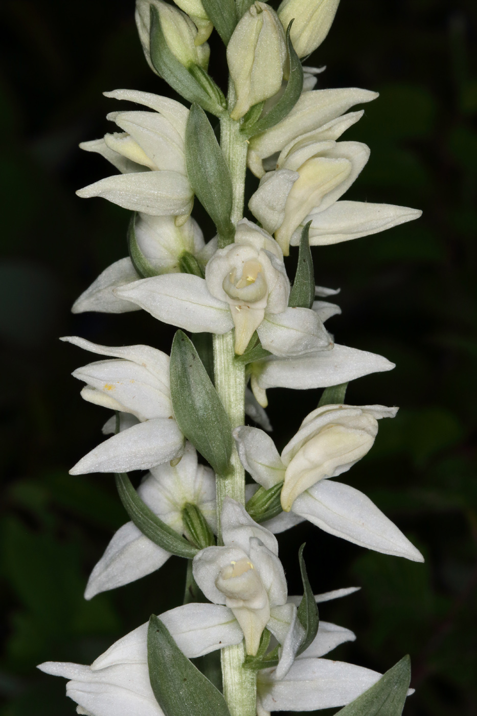 Image of Cephalanthera epipactoides specimen.