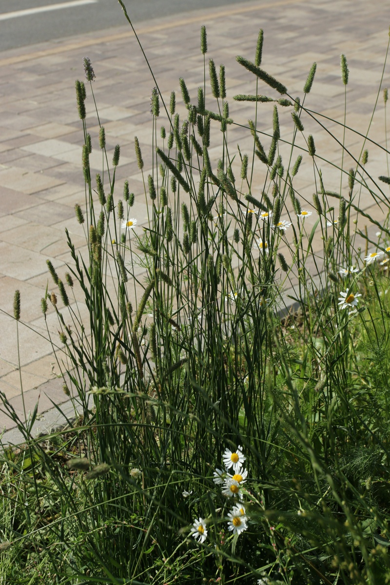 Изображение особи Phleum pratense.