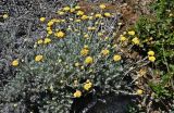 Helichrysum stoechas. Цветущие растения. Португалия, округ Бежа, мыс Сардао, каменистый склон. 06.06.2026.