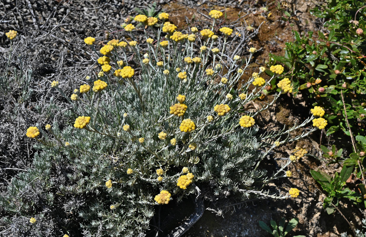 Image of Helichrysum stoechas specimen.