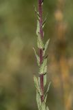 род Verbascum