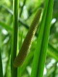 Acorus calamus