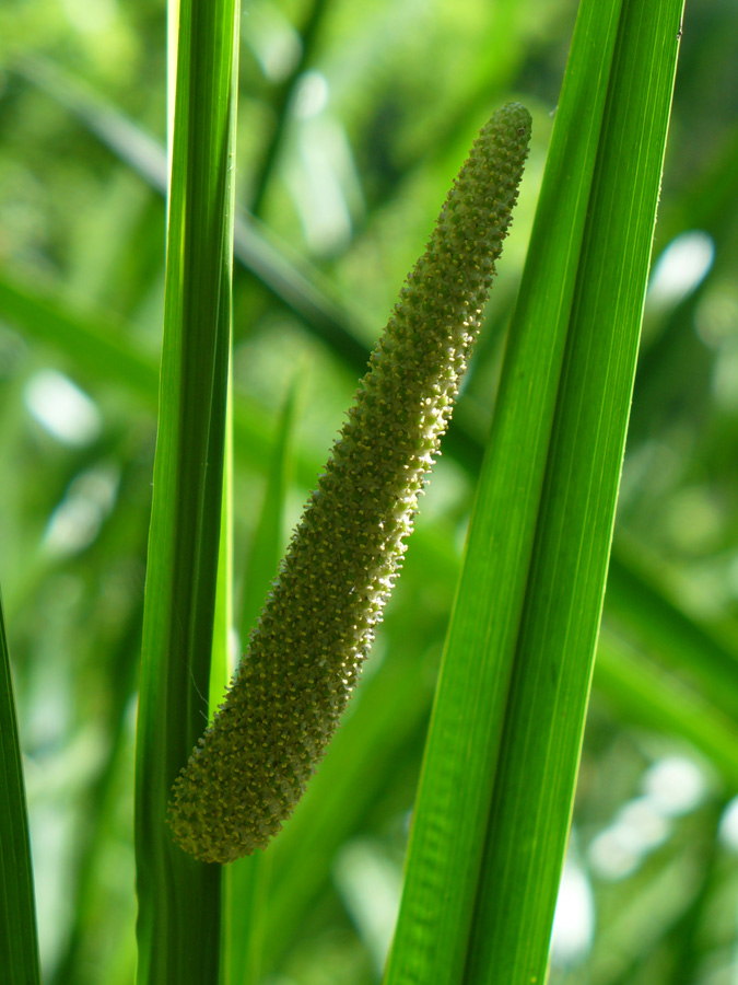 Изображение особи Acorus calamus.