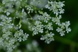 Anthriscus sylvestris. Цветки. Мурманская обл., окр. пос. Росляково, западный берег губы Чалмпушка, перелесок на берегу. 8 июля 2026 г.