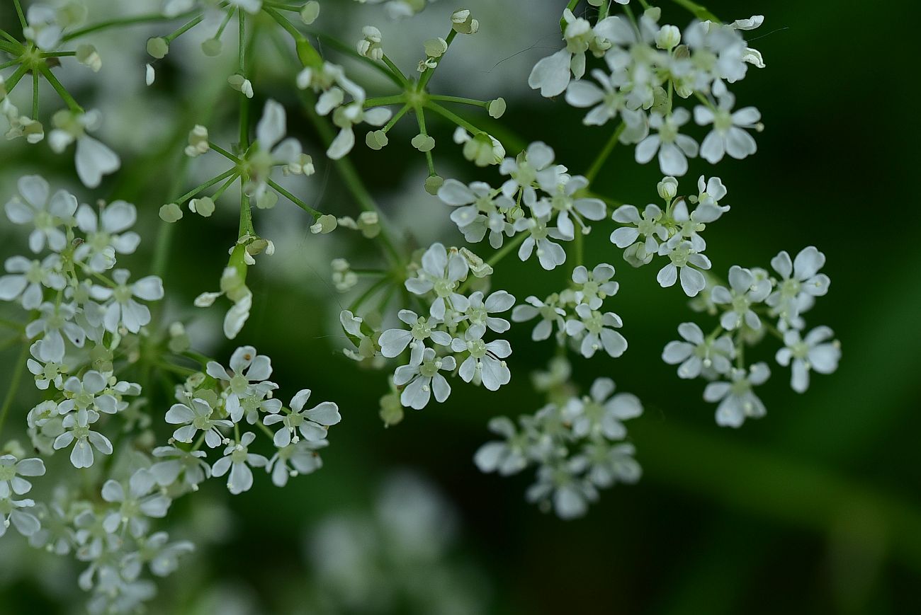 Изображение особи Anthriscus sylvestris.