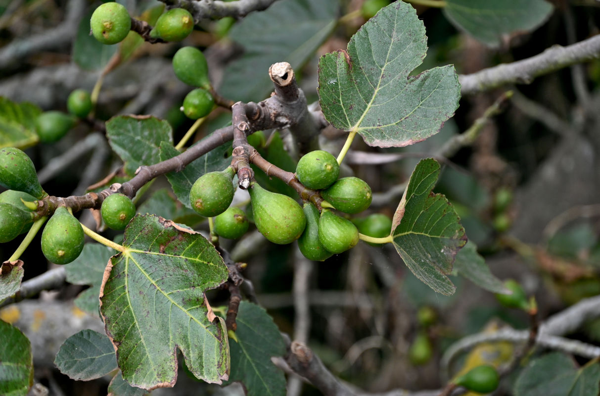 Image of Ficus carica specimen.