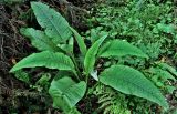 Cirsium heterophyllum. Вегетирующее растение. Московская обл., Сергиево-Посадский гор. округ, верховья р. Воря, смешанный лес. 22.08.2026.