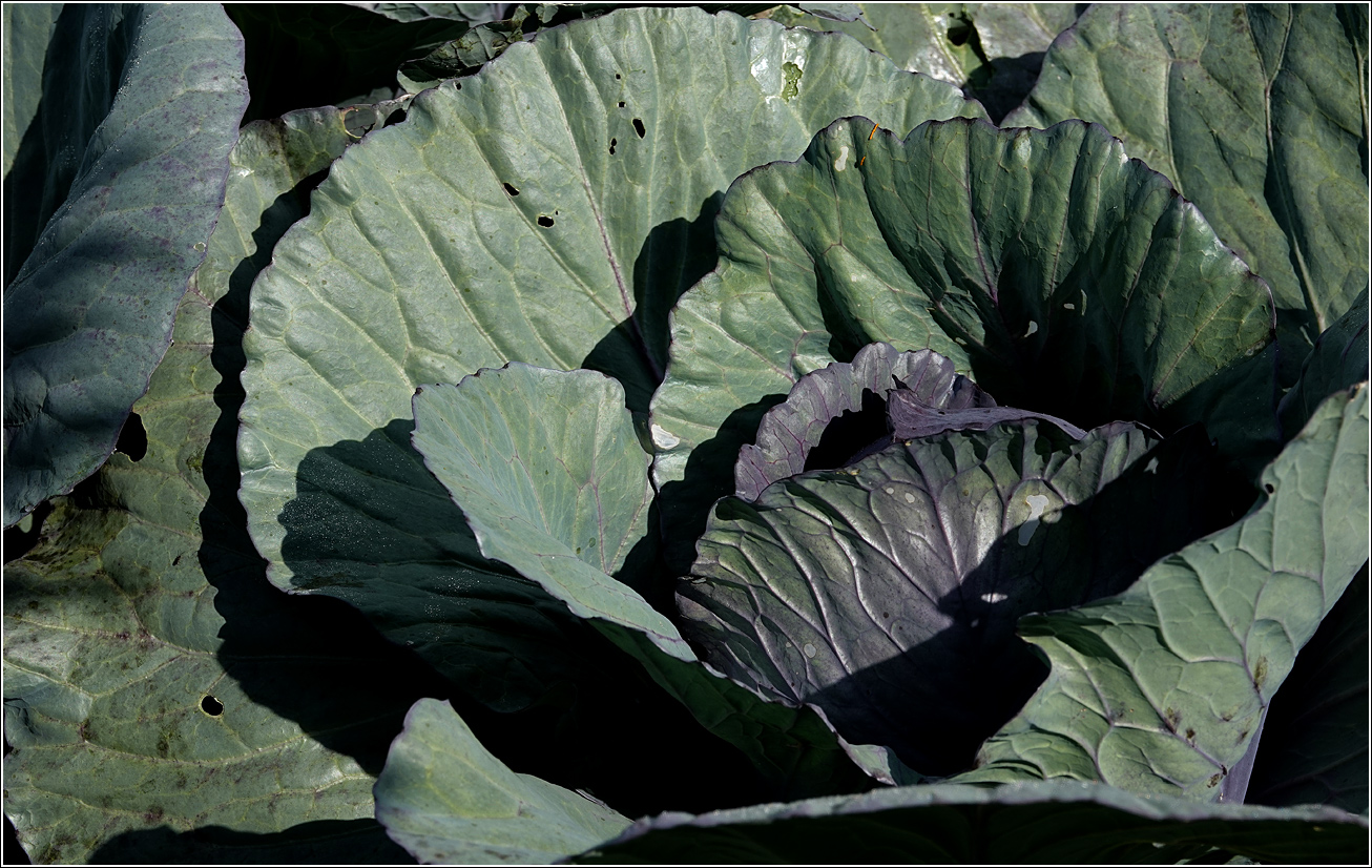 Image of Brassica oleracea var. capitata specimen.