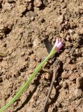 unknown species. Верхушка сорванного расцветающего растения. Турция, ил Артвин, окр. храма Отхта, луг. 13 июня 2026 г.