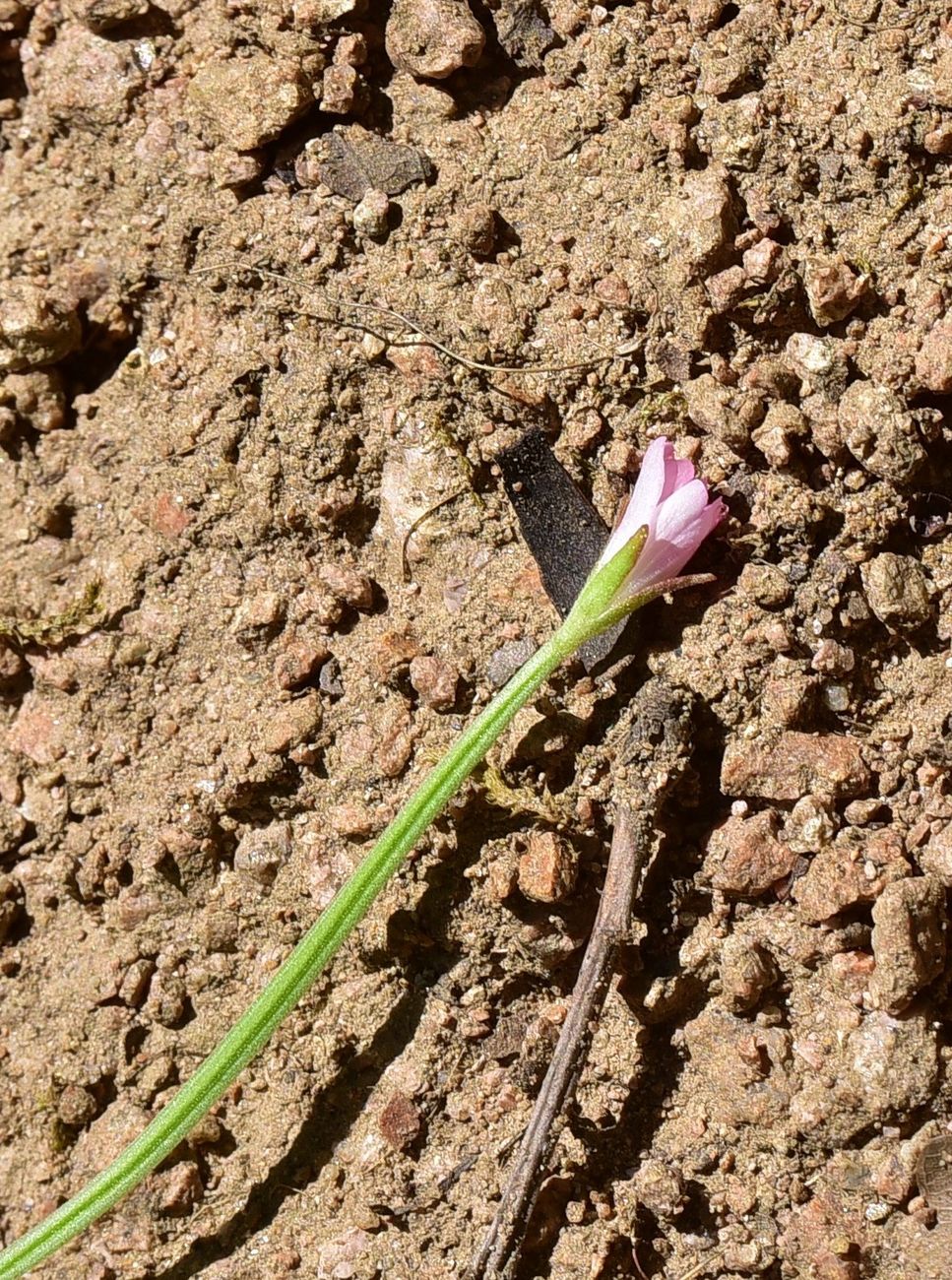 Image of Unknown species specimen.