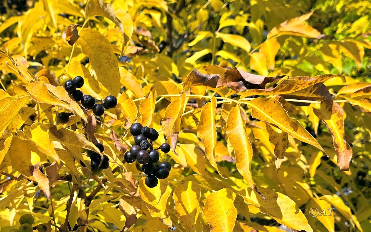 Изображение особи Phellodendron amurense.