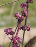 genus Atriplex. Часть соплодия. Испания, Каталония, пров. Жирона, комарка Баш Эмпорда, муниципалитет Тороэлья-де-Монгри, окр. устья р. Тер, осушенный участок маршевого луга \"Платера\" (Platera), обочина пешеходной тропы. 31.10.2026.