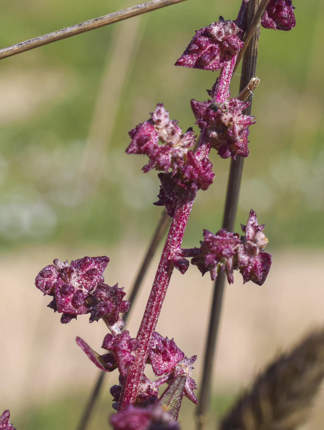 Image of genus Atriplex specimen.