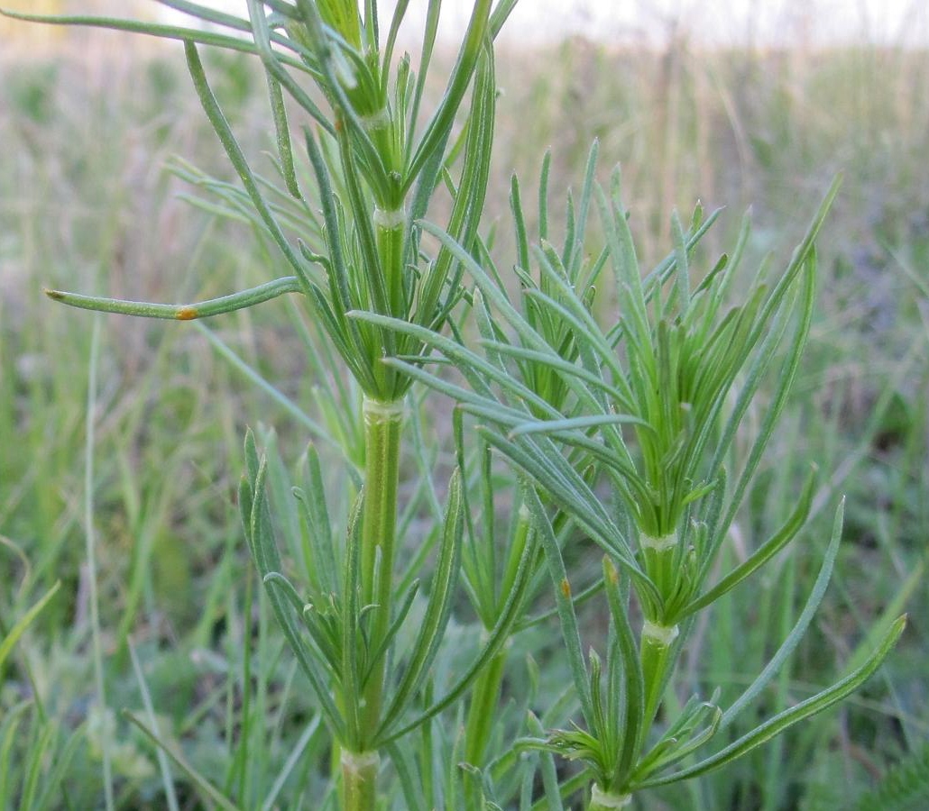 Изображение особи Galium verum.