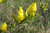 Chamaecytisus ruthenicus