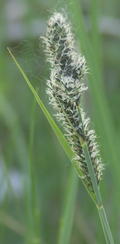 Изображение особи Carex hartmaniorum.