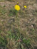 Hypochaeris radicata. Цветущее растение. Нидерланды, провинция Drenthe, национальный парк Drentsche Aa, заказник Eexterveld, низкотравный луг на супесчаной почве. 31 мая 2008 г.