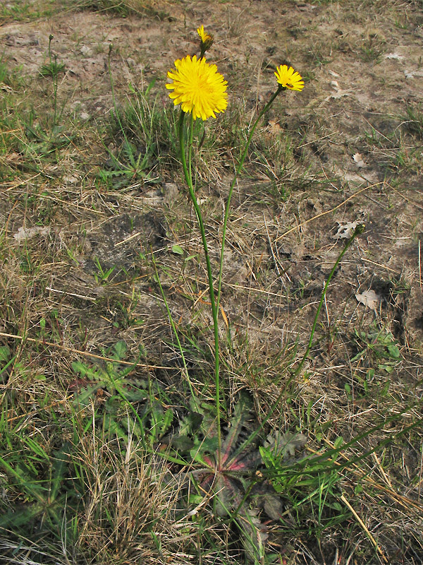 Image of Hypochaeris radicata specimen.