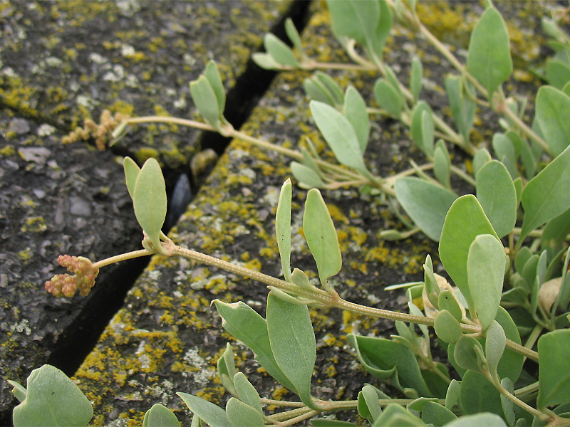 Image of Halimione portulacoides specimen.