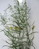 genus Galatella