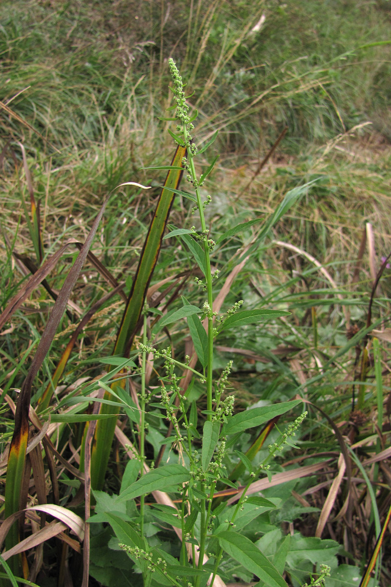 Изображение особи Lipandra polysperma.
