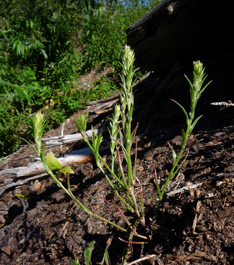 Изображение особи Corispermum algidum.