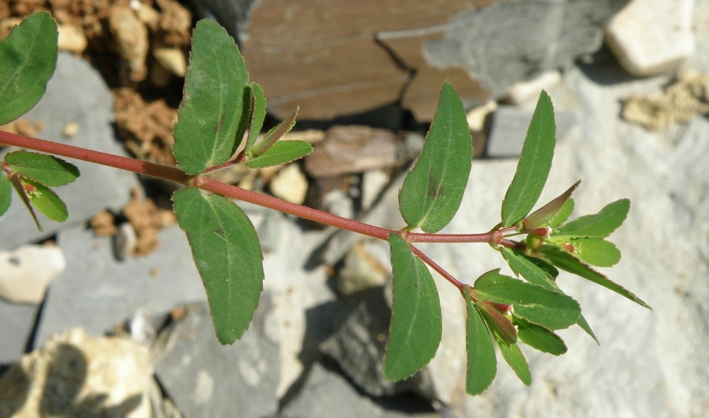 Image of Euphorbia nutans specimen.