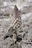 Cistanche salsa. Цветущее растение на солончаковой почве. Таджикистан, заповедник \"Тигровая балка\", северная часть. 17.04.2011.
