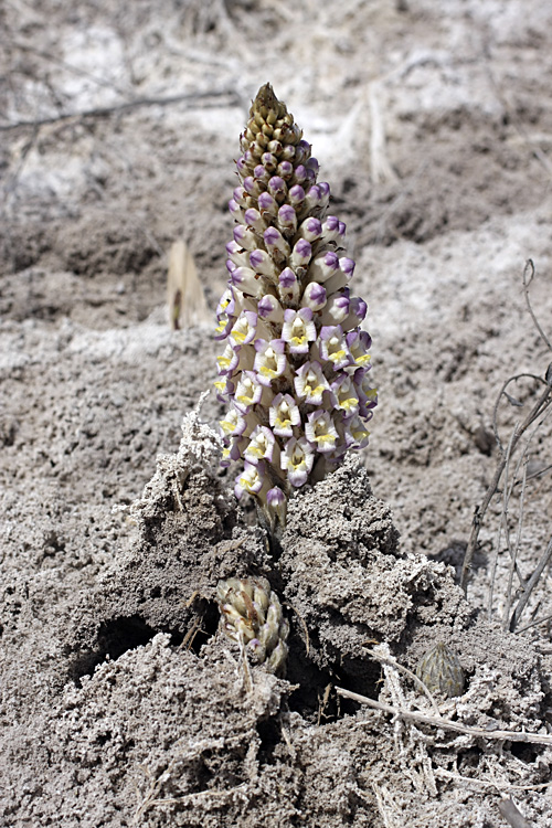 Image of Cistanche salsa specimen.