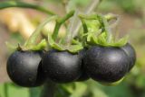 Solanum nigrum. Соплодие. Татарстан, г. Бавлы, огород. 30.08.2011.