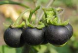 Solanum nigrum