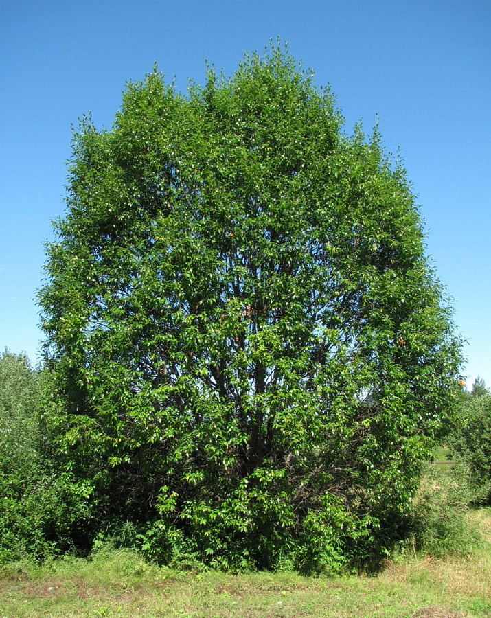 Image of Salix pentandra specimen.