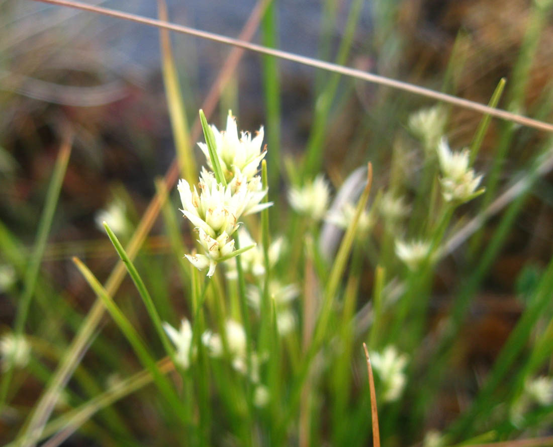 Изображение особи Rhynchospora alba.