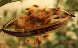 Nerium oleander. Вскрывшийся плод. Израиль, долина Мёртвого моря, киббуц Эйн-Геди, в культуре. 06.03.2011.