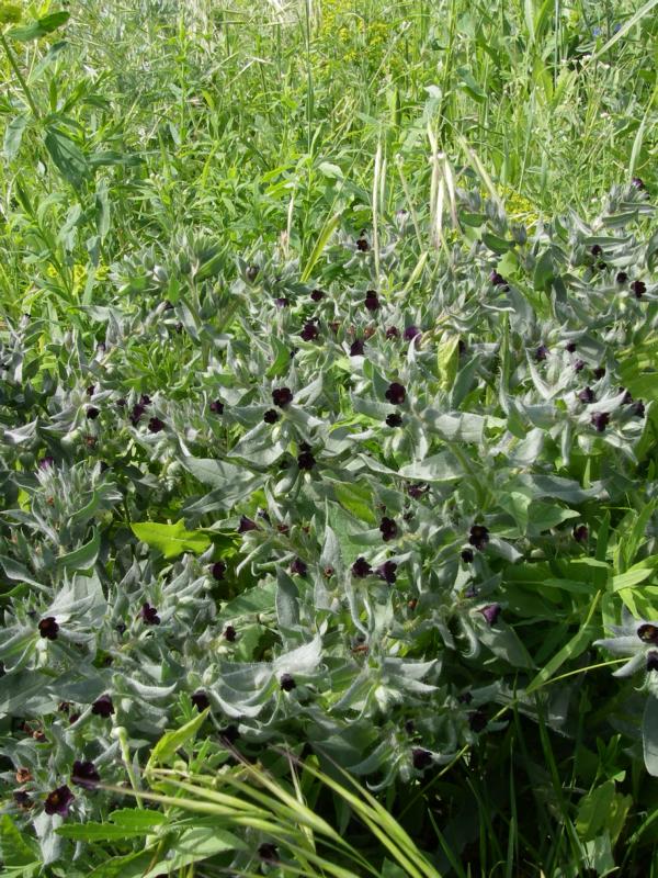 Image of Nonea rossica specimen.