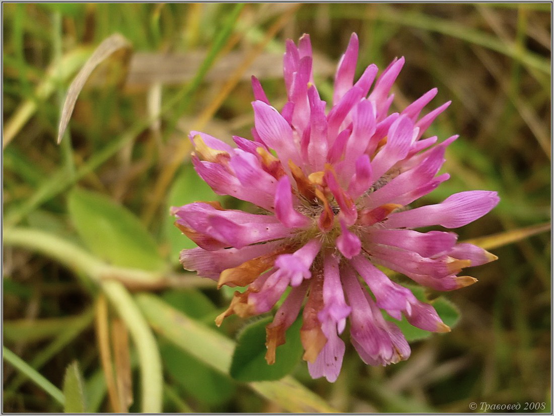 Изображение особи Trifolium pratense.