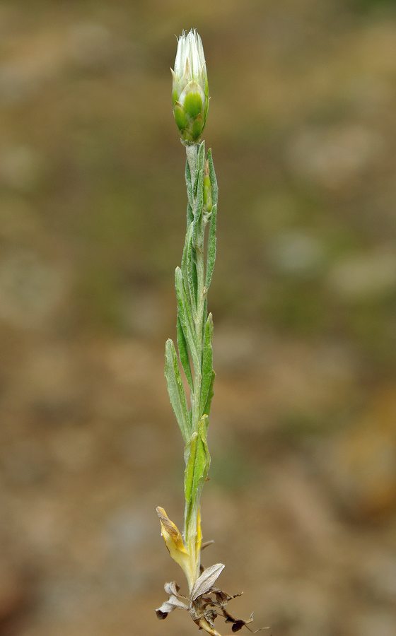 Image of Chardinia orientalis specimen.