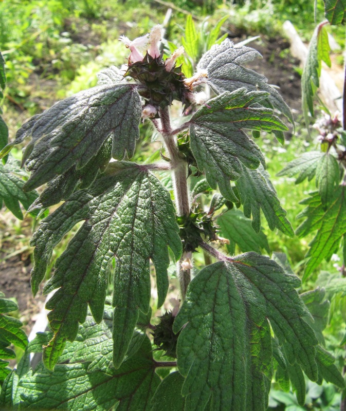 Изображение особи Leonurus quinquelobatus.