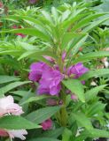 Impatiens balsamina. Верхушка цветущего растения с затаившимся сенокосцем. Санкт-Петербург, клумба. 12 августа 2011 г.