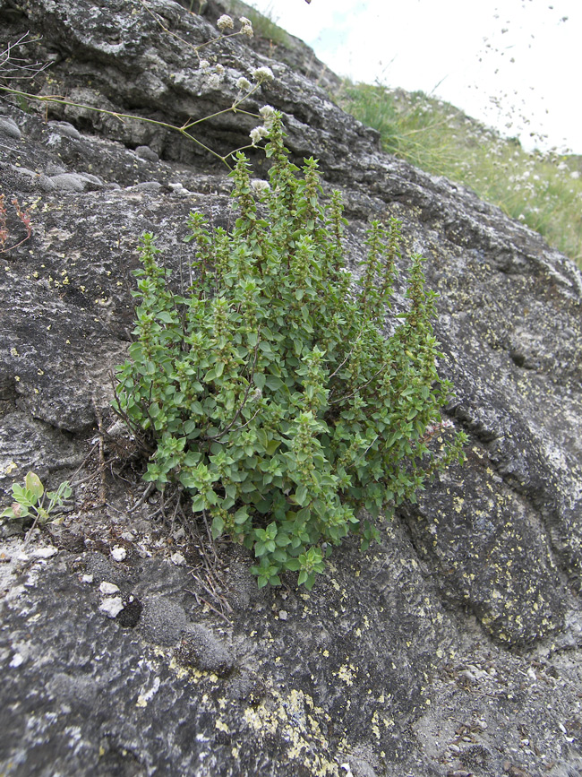 Изображение особи Parietaria elliptica.