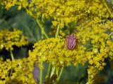 Prangos pabularia. Зонтики с завязавшимися плодами и клопом-щитником Graphosoma. Узбекистан, Ташкентская обл., зап. отроги Чаткальского хребта над ж.-д. ст. Ходжикент. 10.05.2008.