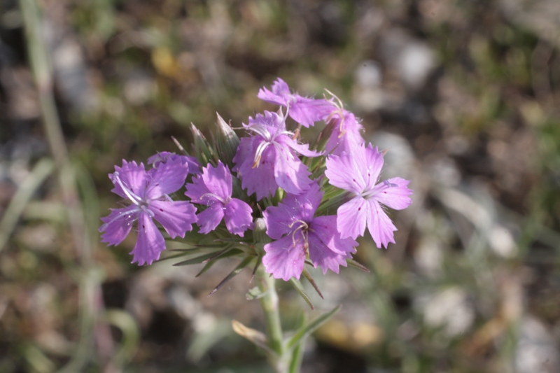 Изображение особи Dianthus pseudarmeria.