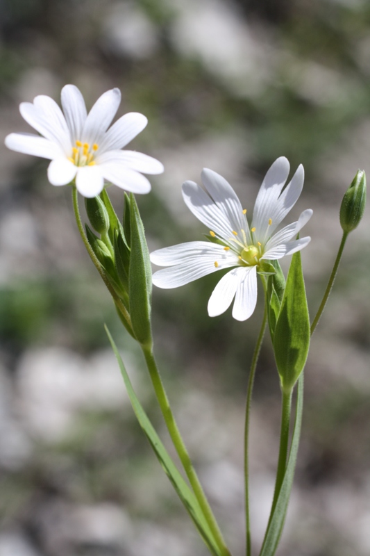 Изображение особи Stellaria holostea.