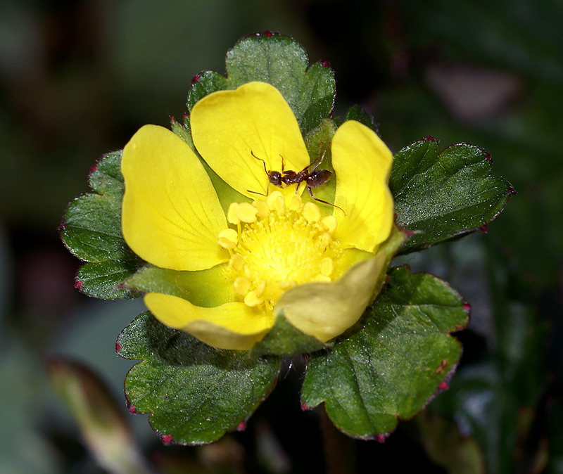 Image of Duchesnea indica specimen.