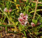 Glaux maritima