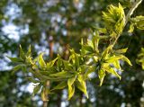 genus Veratrum