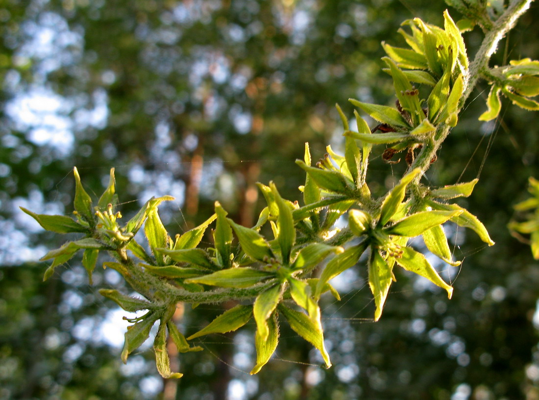 Изображение особи род Veratrum.