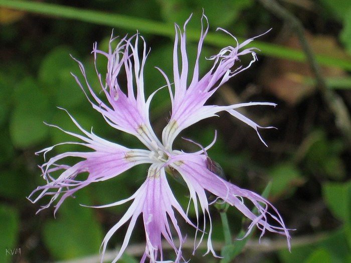 Изображение особи Dianthus superbus.